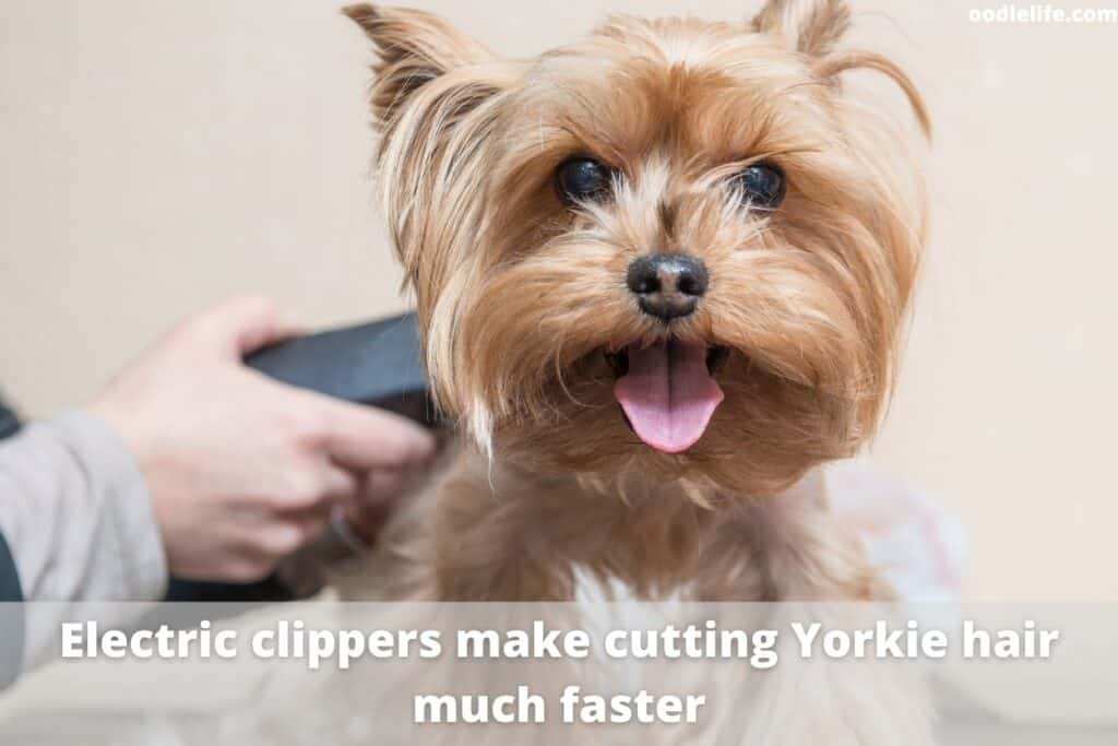 can you cut human hair with dog clippers