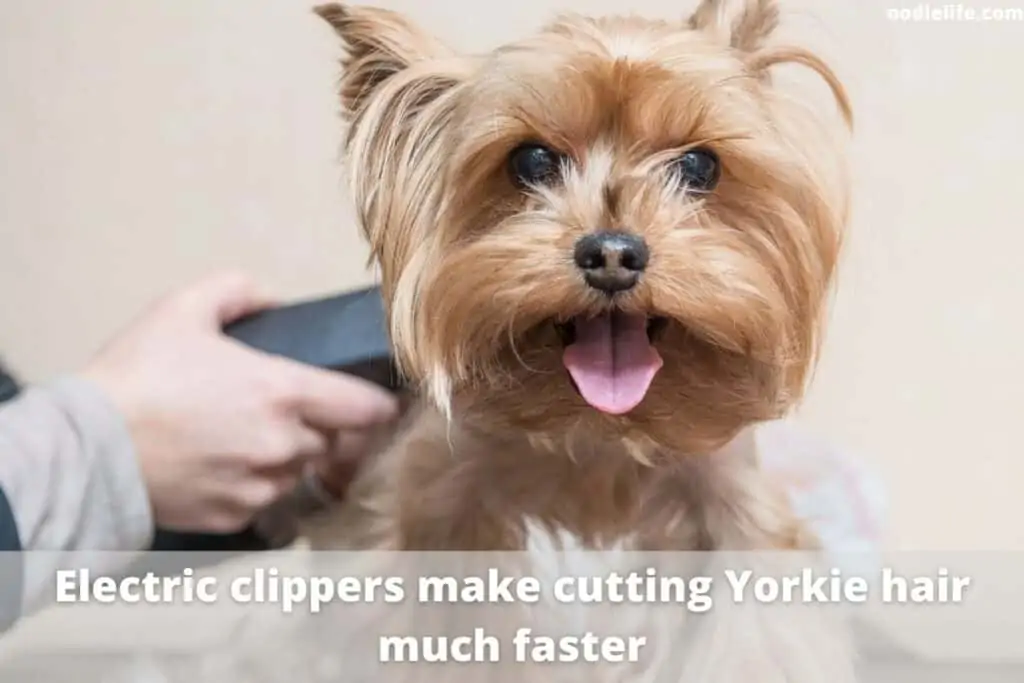 clippers for yorkie hair