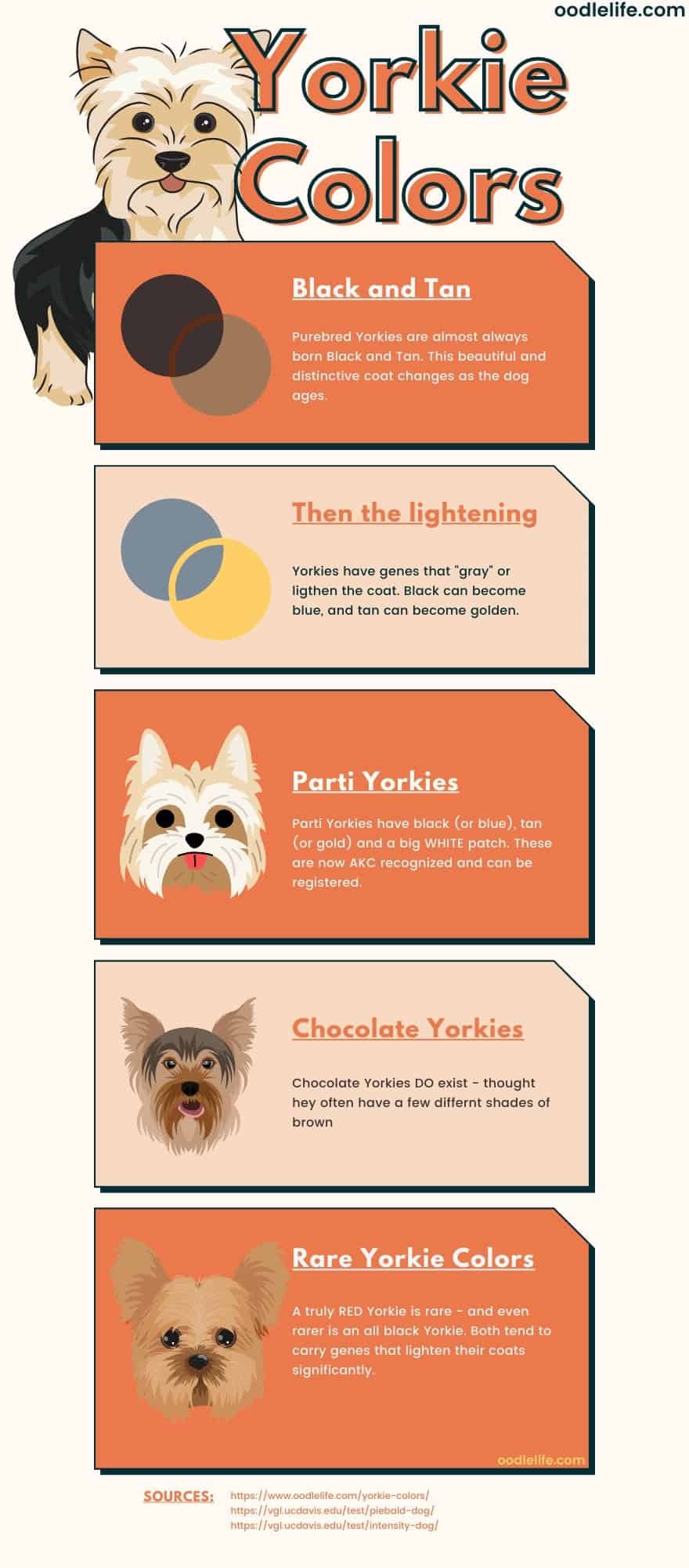 how can you tell if a yorkie is purebred