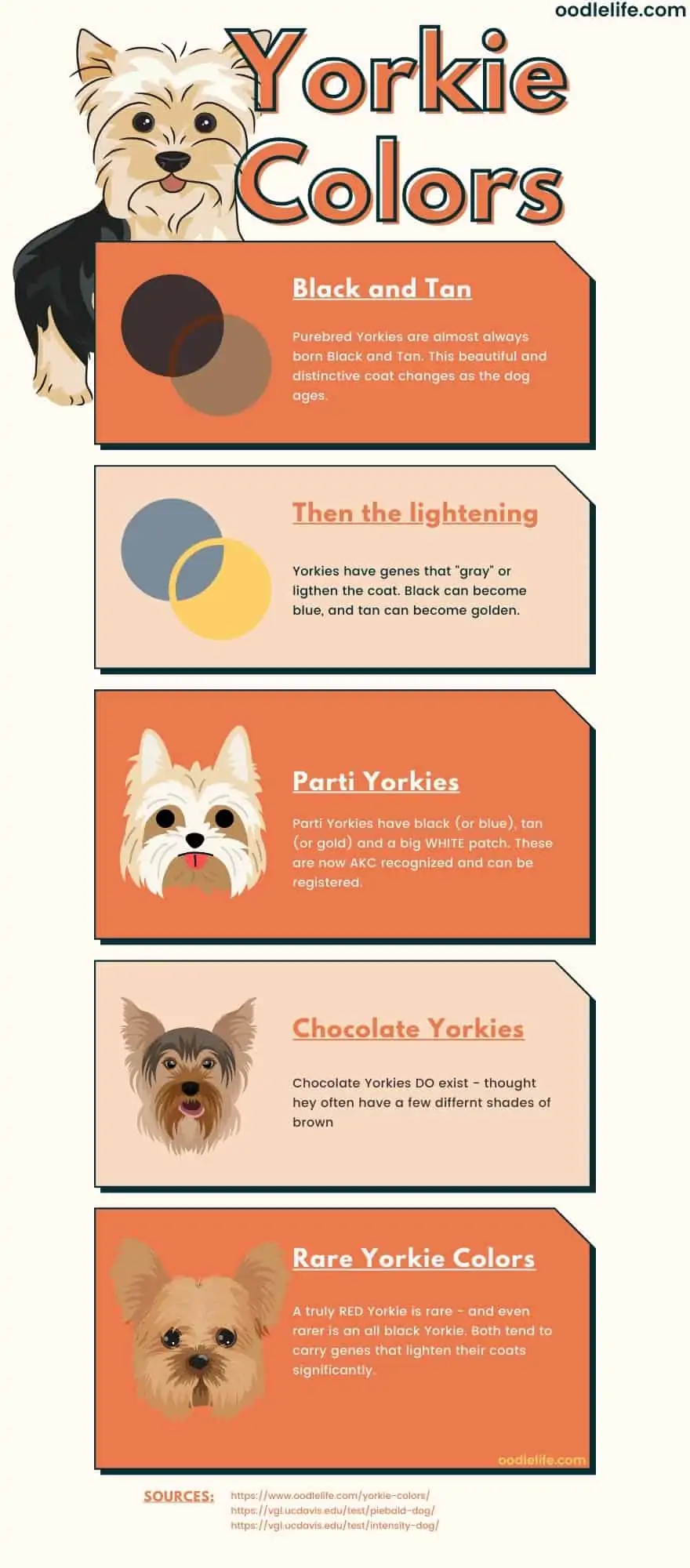 yorkie colors - every coat color explained