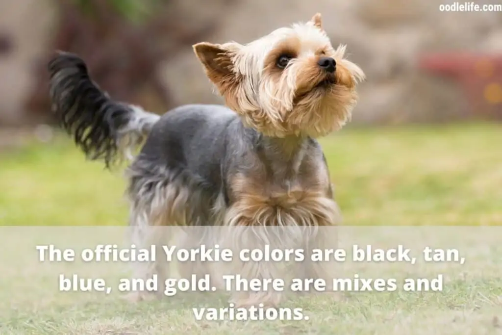 official yorkie colors