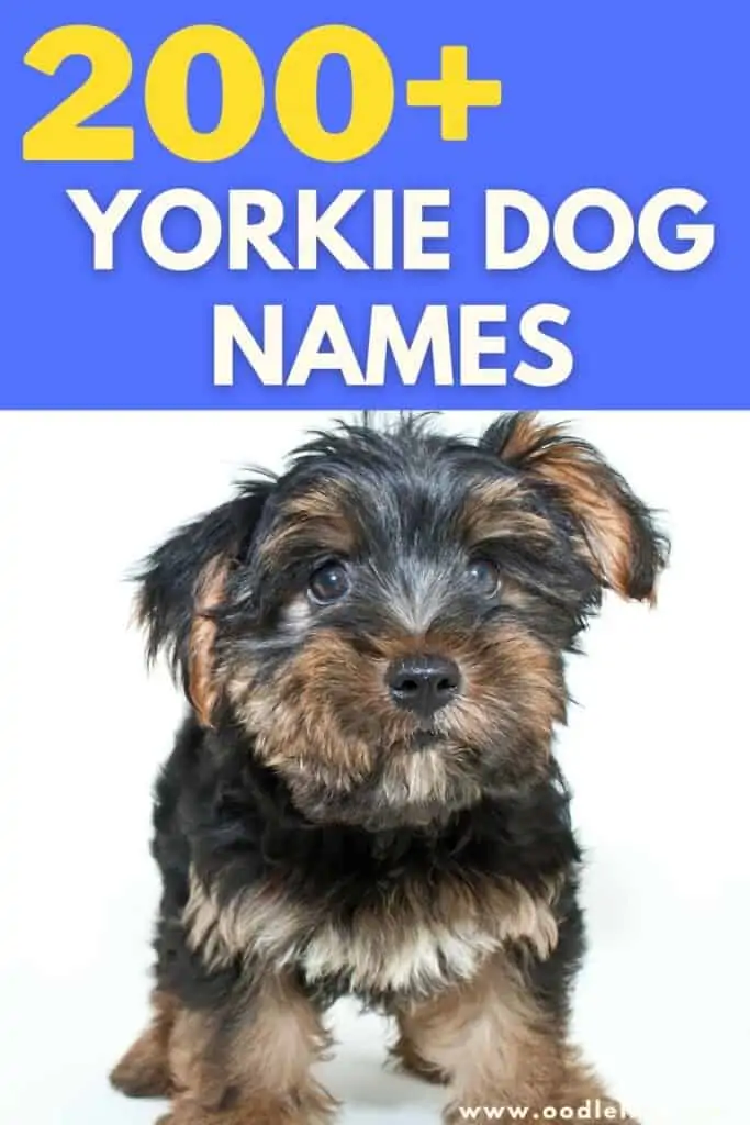 best yorkie names