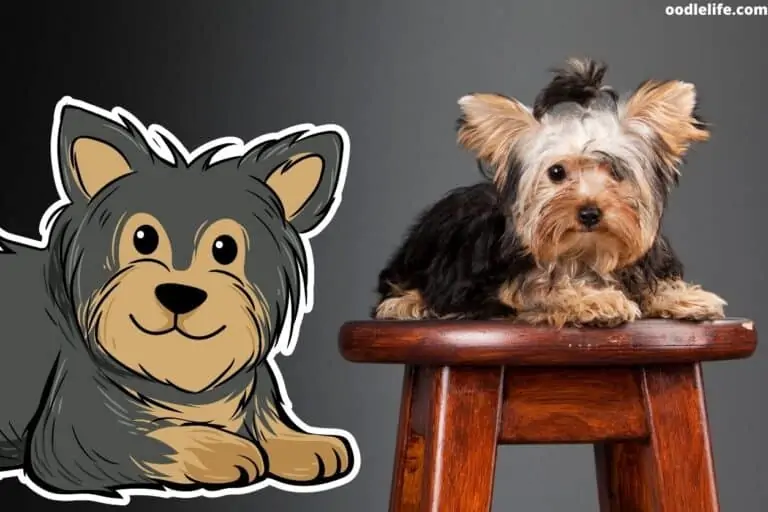 Can Yorkies Eat Peanut Butter?