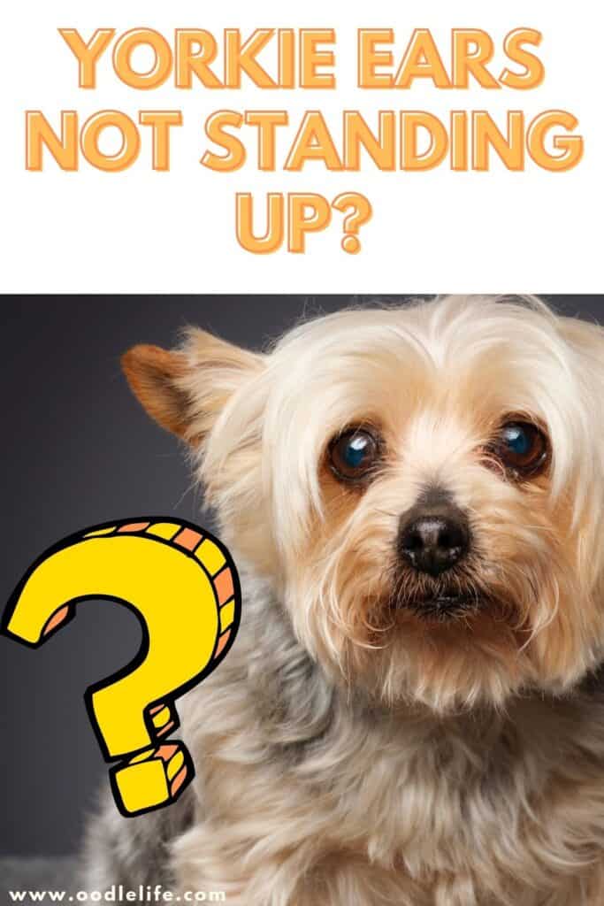 Why Does My Yorkies Ears Not Stand Up