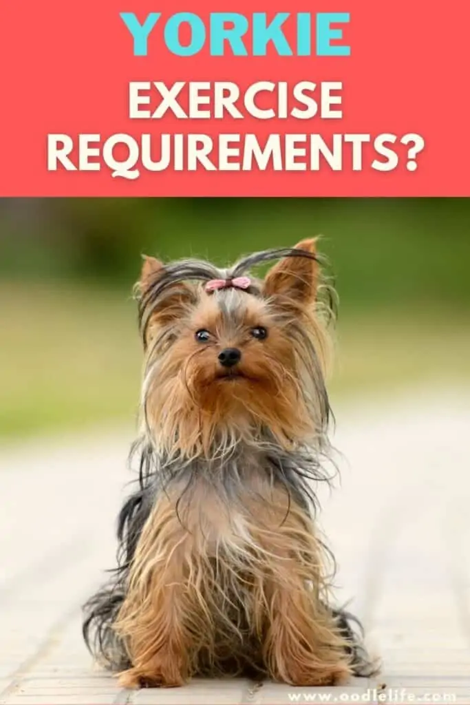 yorkie exercise requirements