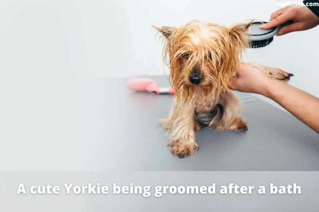 yorkie being groomed