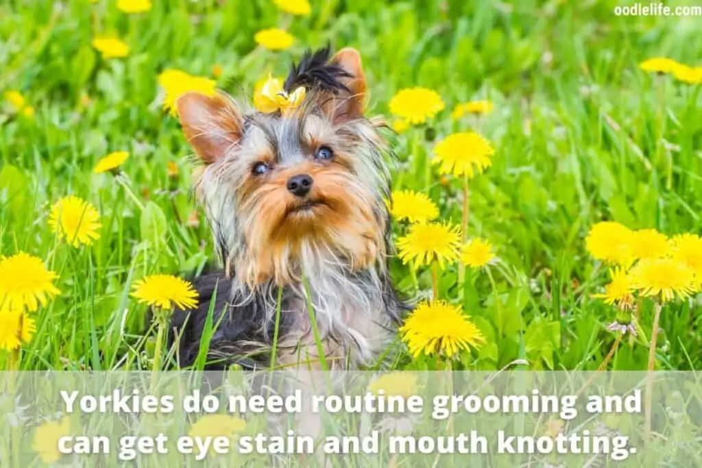 yorkie in a grass field