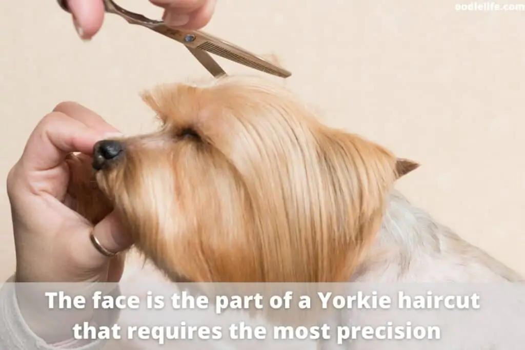 cutting yorkie hair