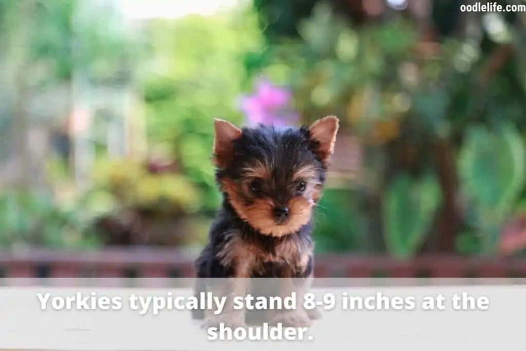 yorkie height