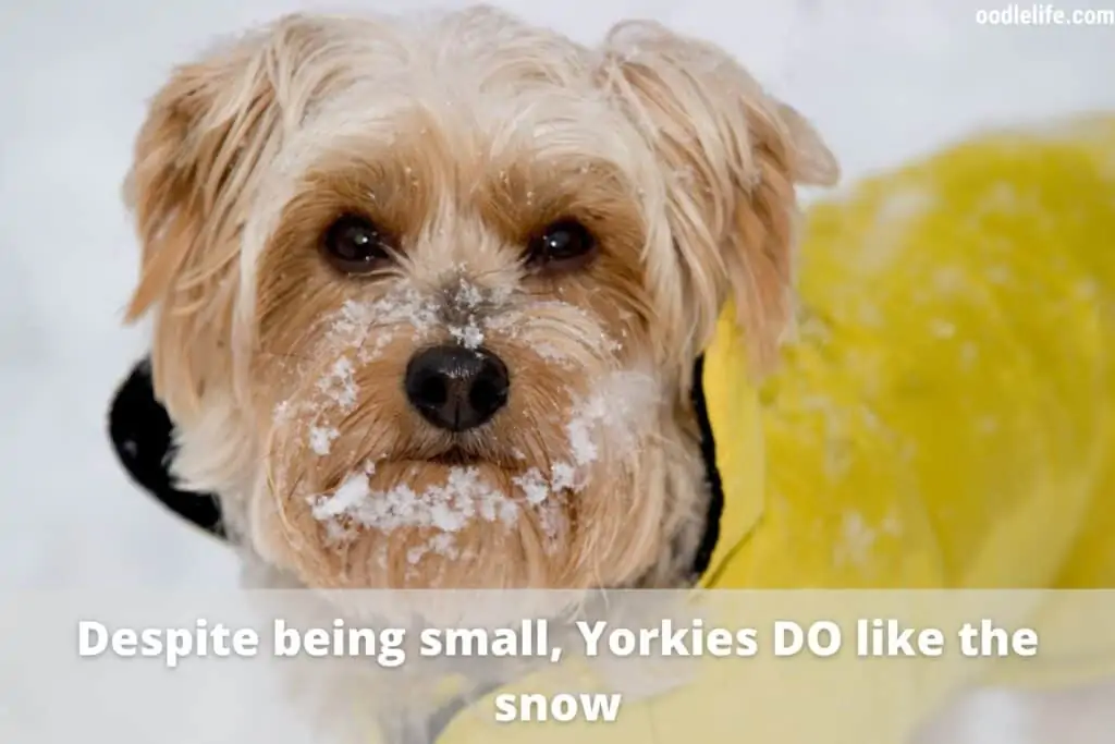 yorkie in the snow