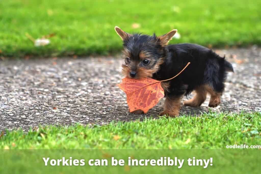 a tiny yorkie puppy
