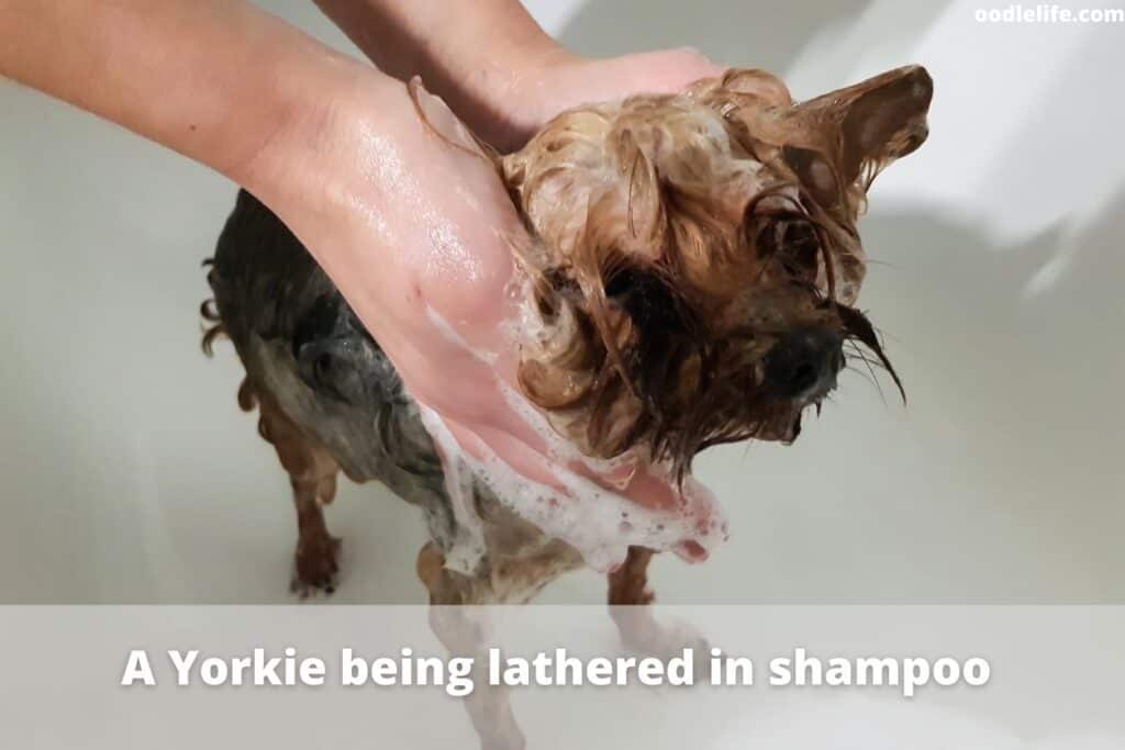yorkie being shampooed