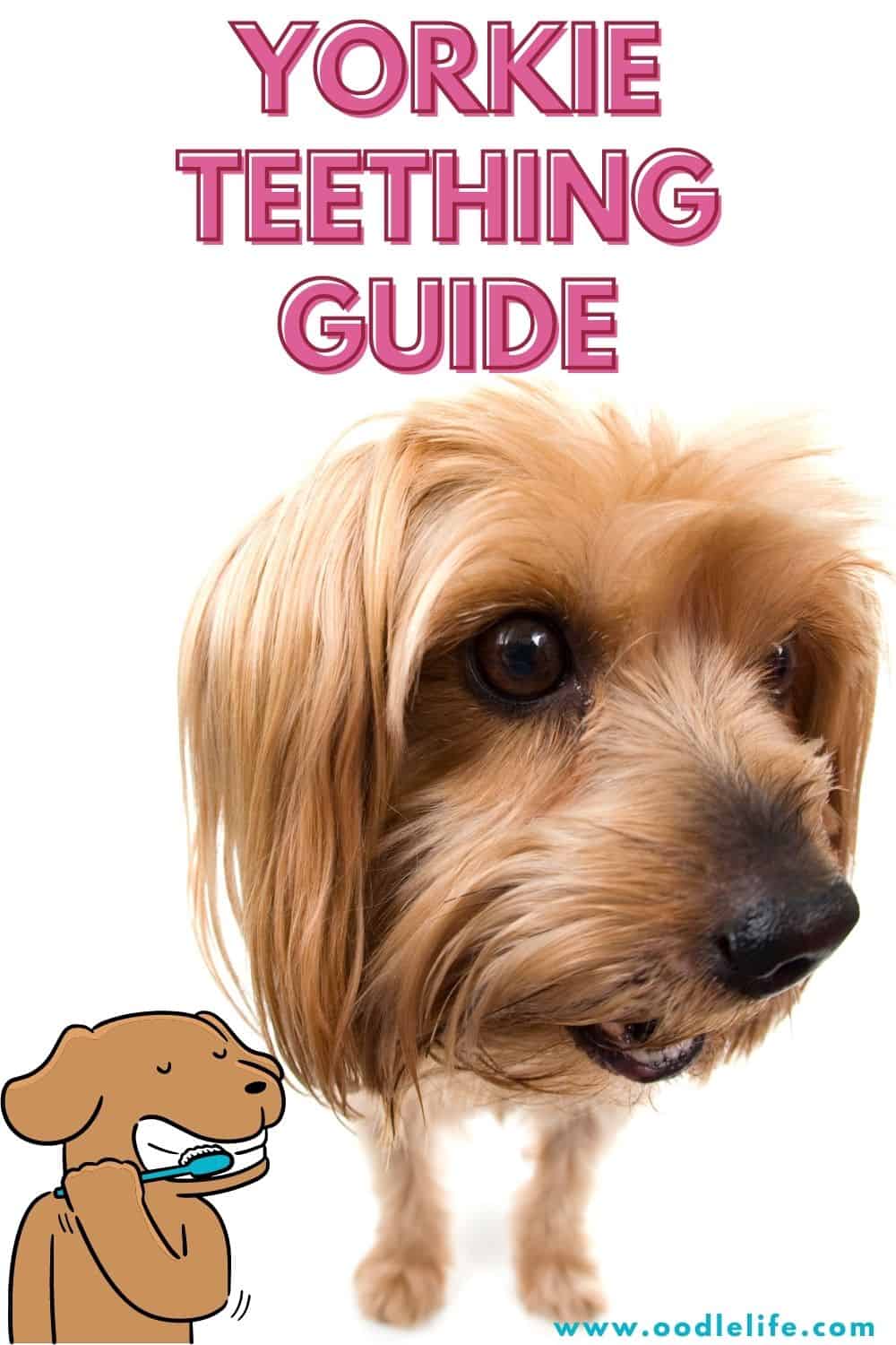 Yorkies Teeth Guide [Yorkshire Terrier Puppy Teething Guide] Oodle Life