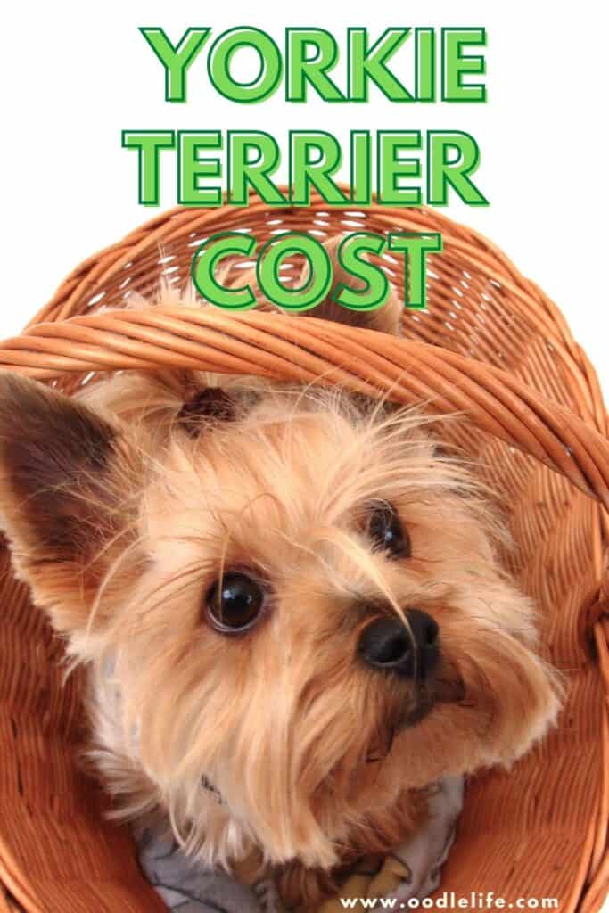 how much does a yorkie cost
