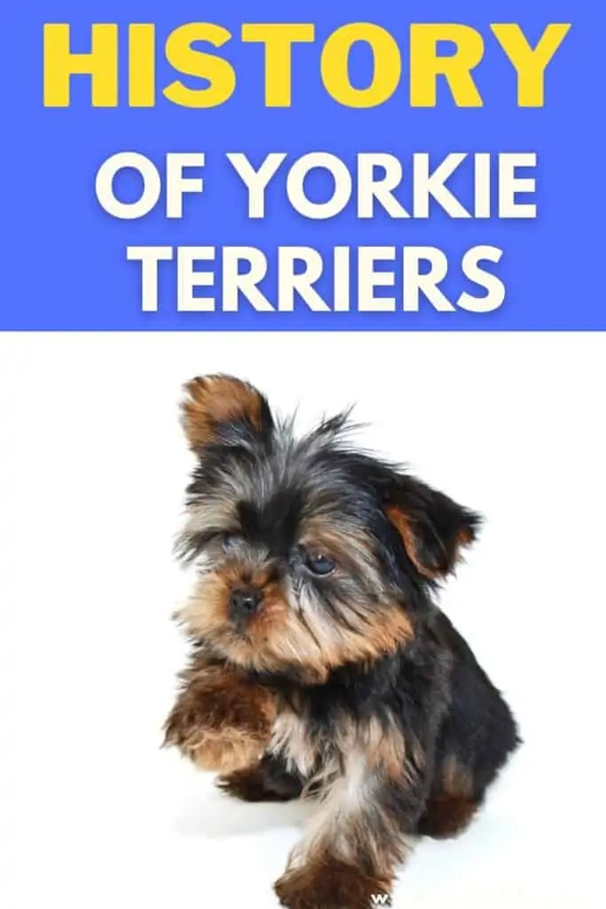 yorkie terrier history