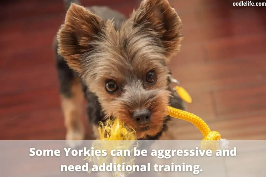 yorkie playing tug of war