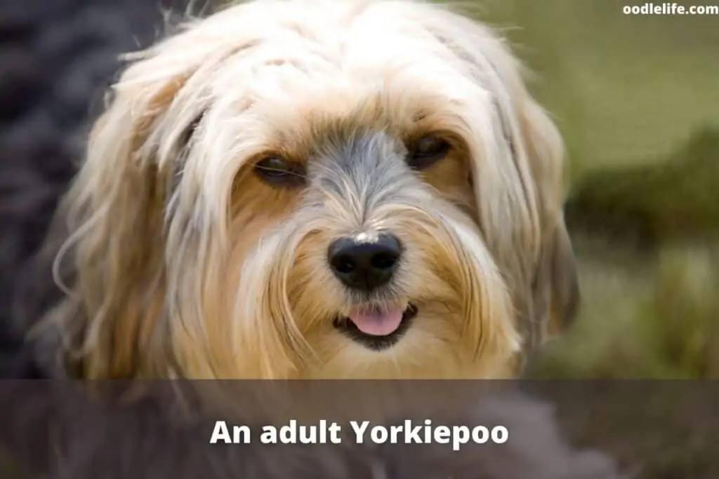 adult Yorkie Poo