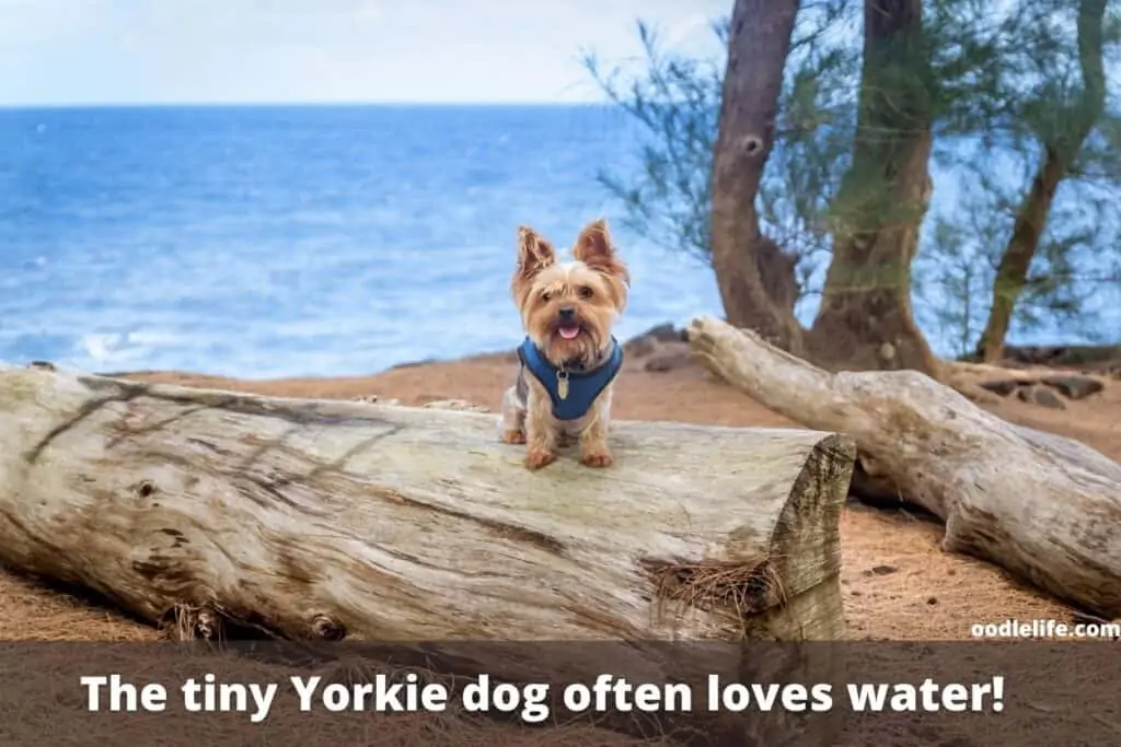 yorkies love water