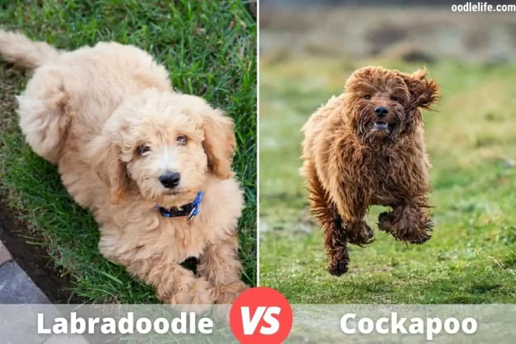 adult cockapoo and labradoodle