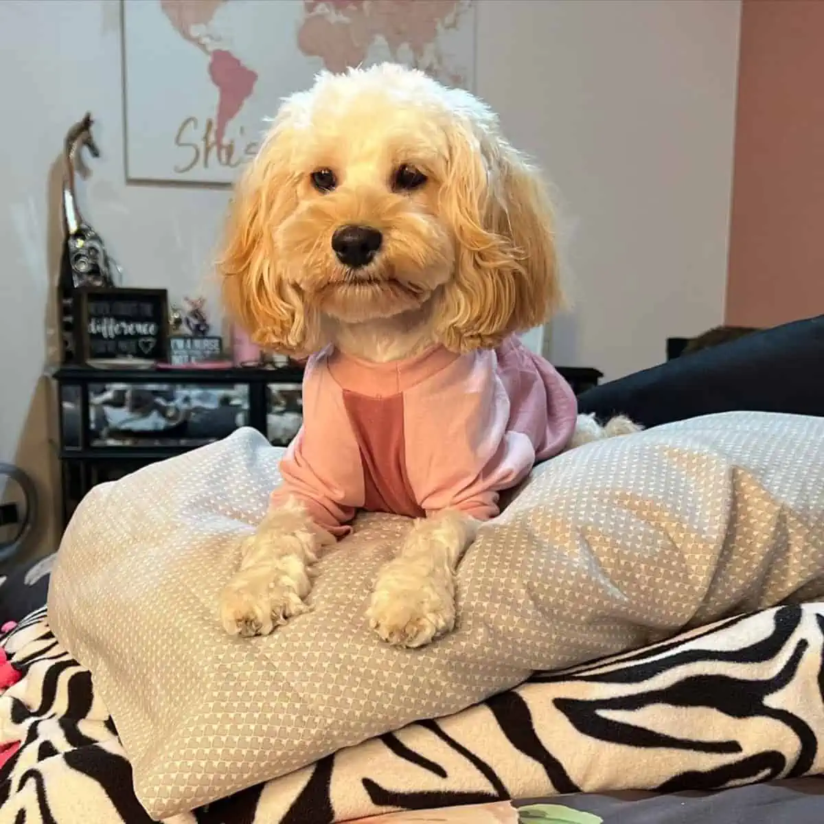 alert Cockapoo wears clothing