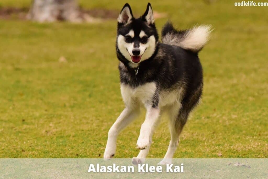 alaskan klee kai puppy