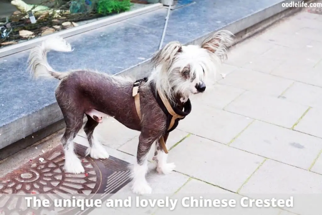 chinese crested puppy