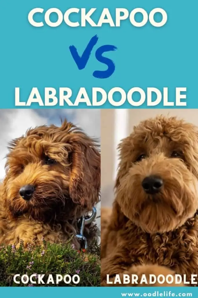 cockapoo vs labradoodle