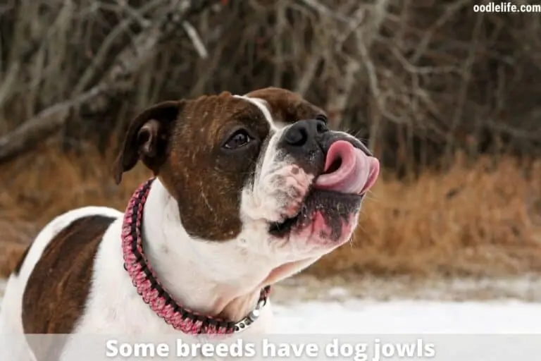 Dog Jowls Guide: Everything You Need to Know