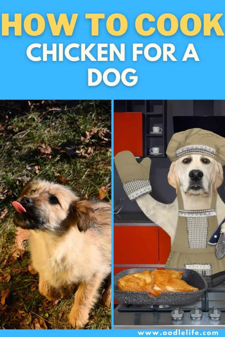 How To Cook Chicken For A Dog? Oodle Life
