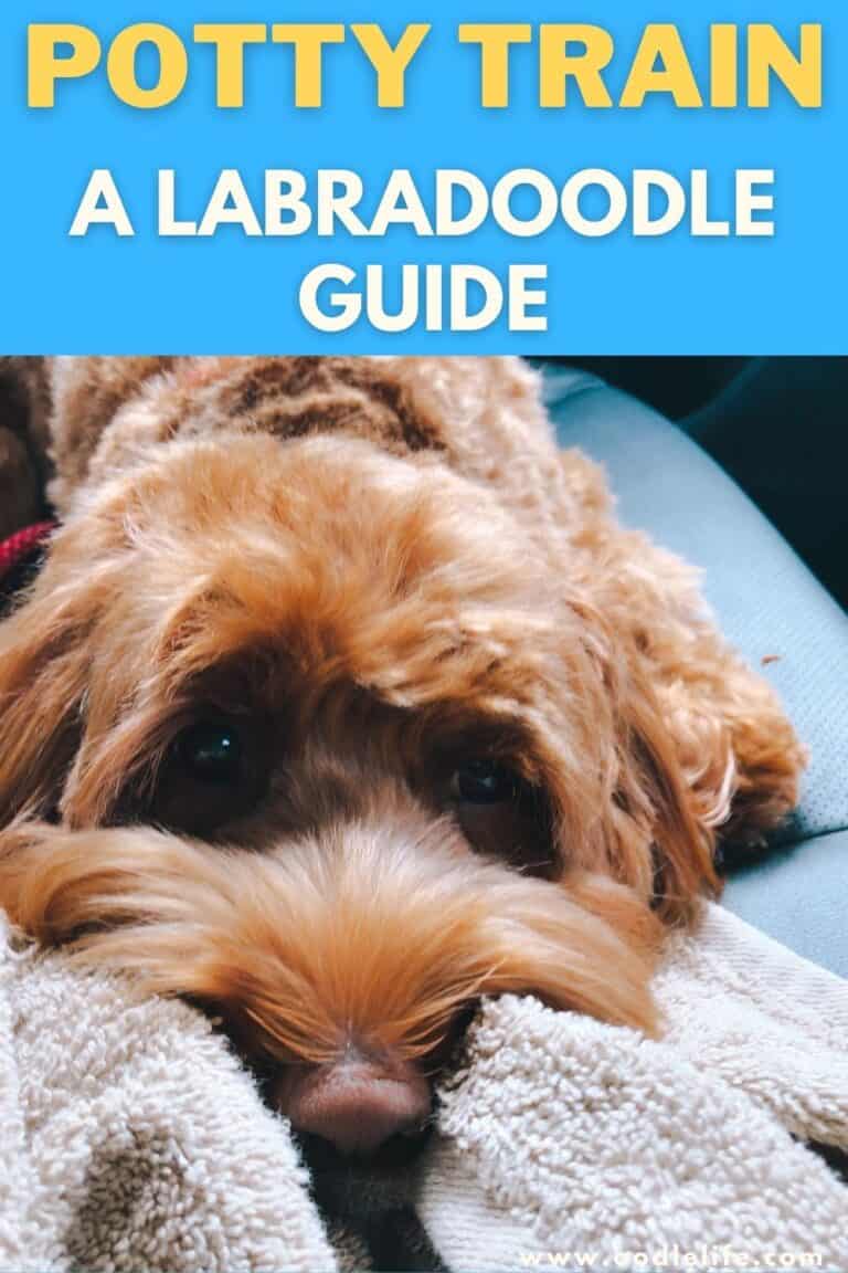 How To Potty Train A Labradoodle Oodle Life