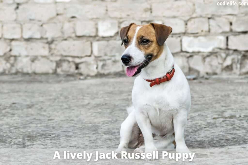 jack russell puppy