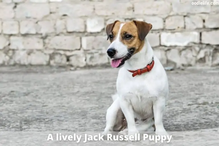 17 Best Small Athletic Dogs [with Photos]