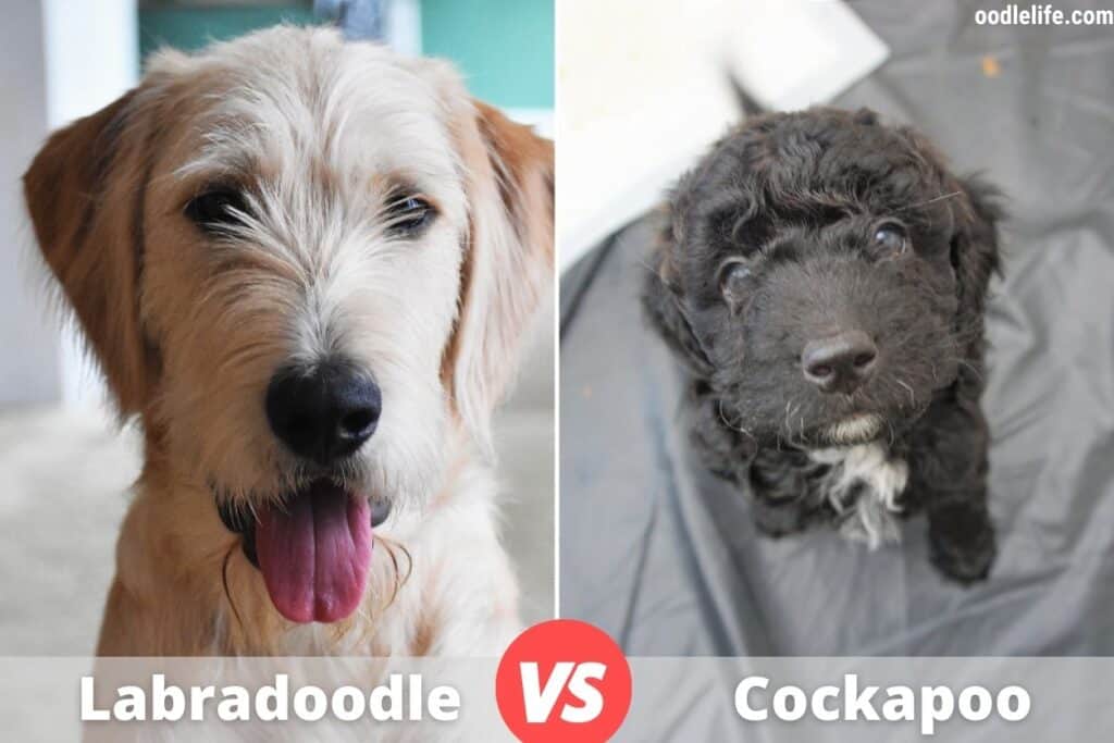 adult labradoodle and cockapoo