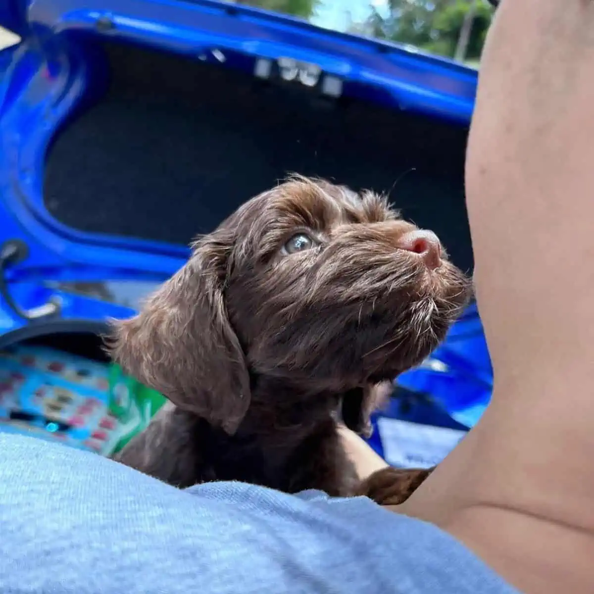 Labradoodle at first sight