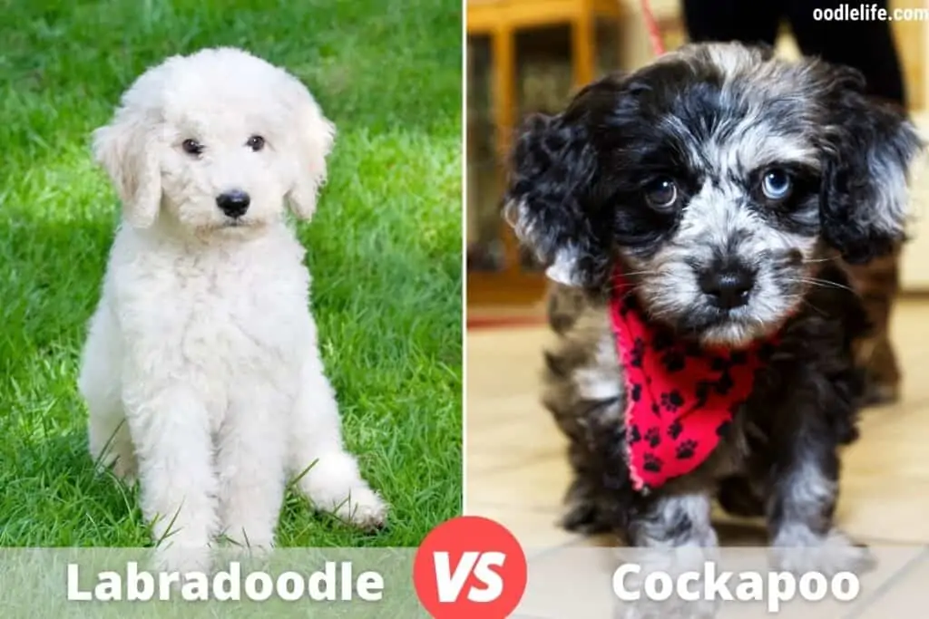 multi colored cockapoo and labradoodle