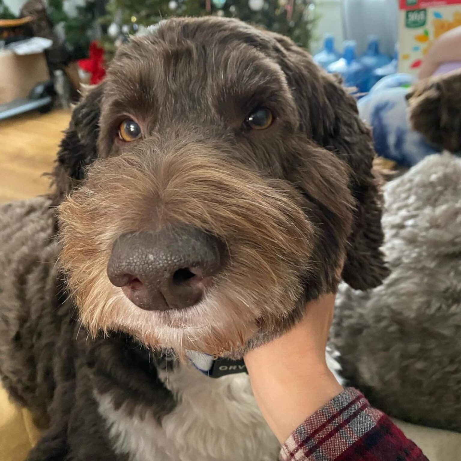 How Much Are Labradoodles? (Labradoodle Cost Guide) Oodle Life