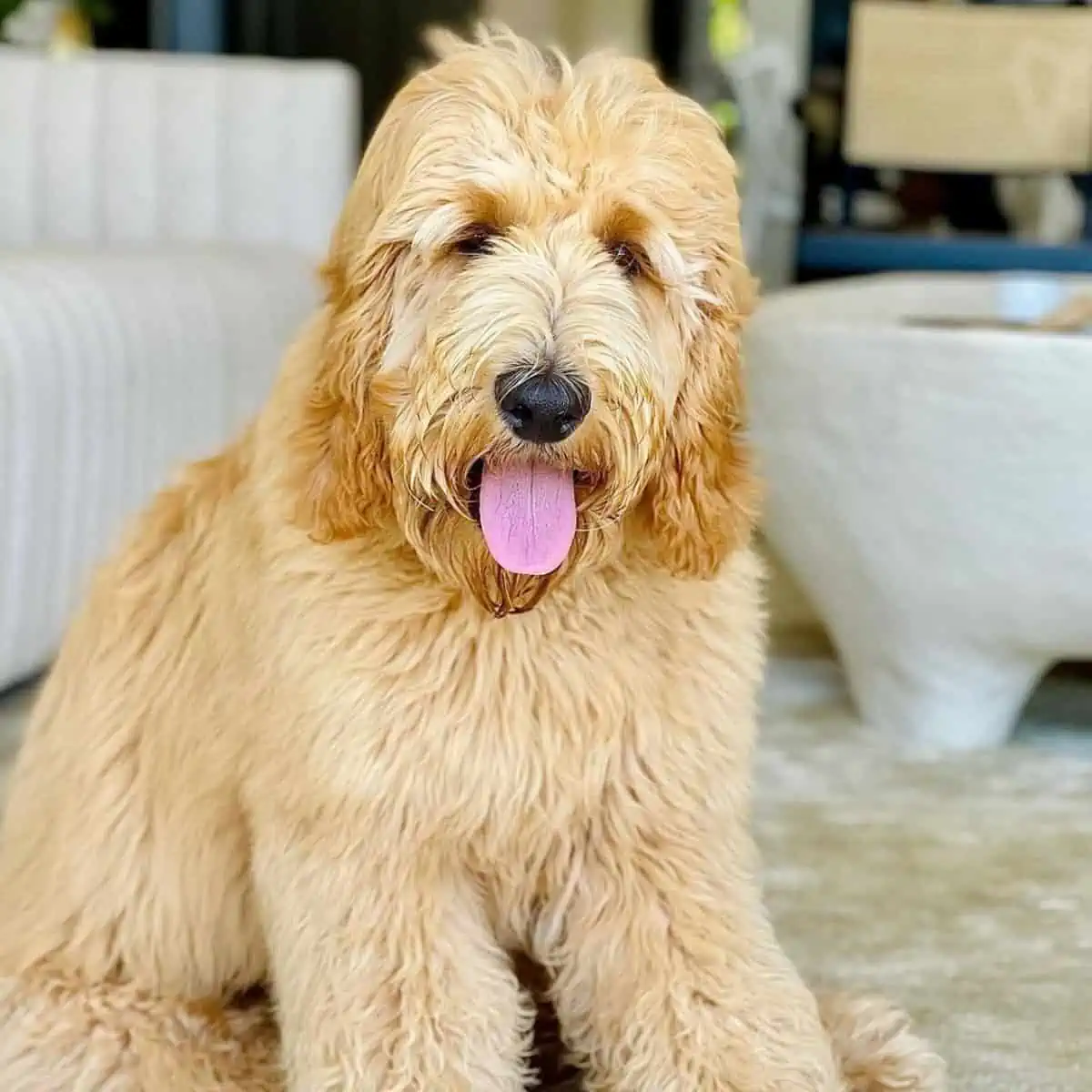 Labradoodle left inside house