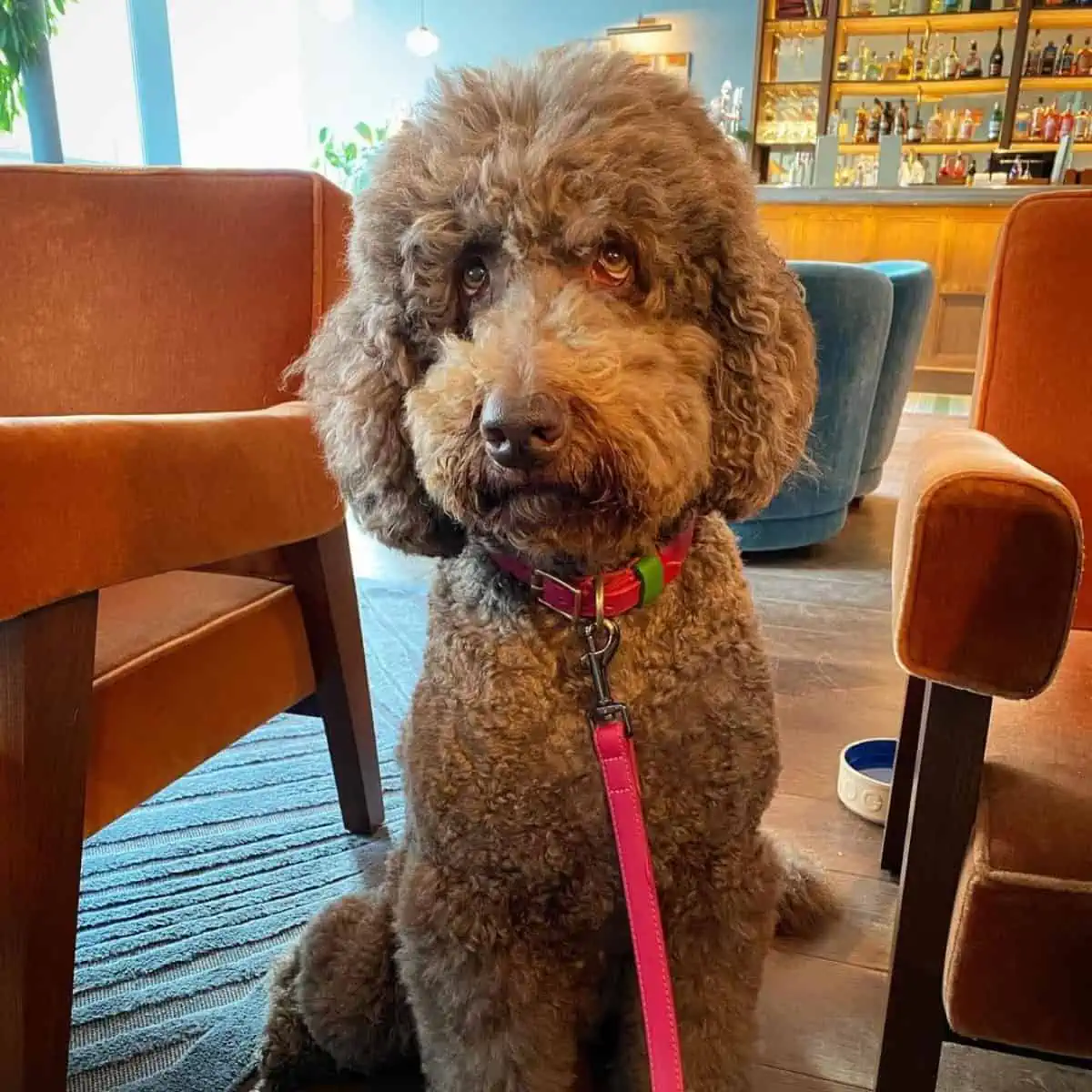 Labradoodle loves her humans