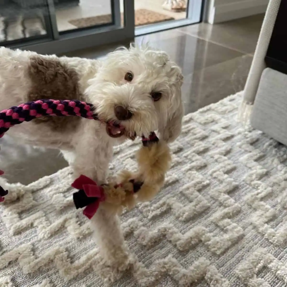 Labradoodle plays rope toy