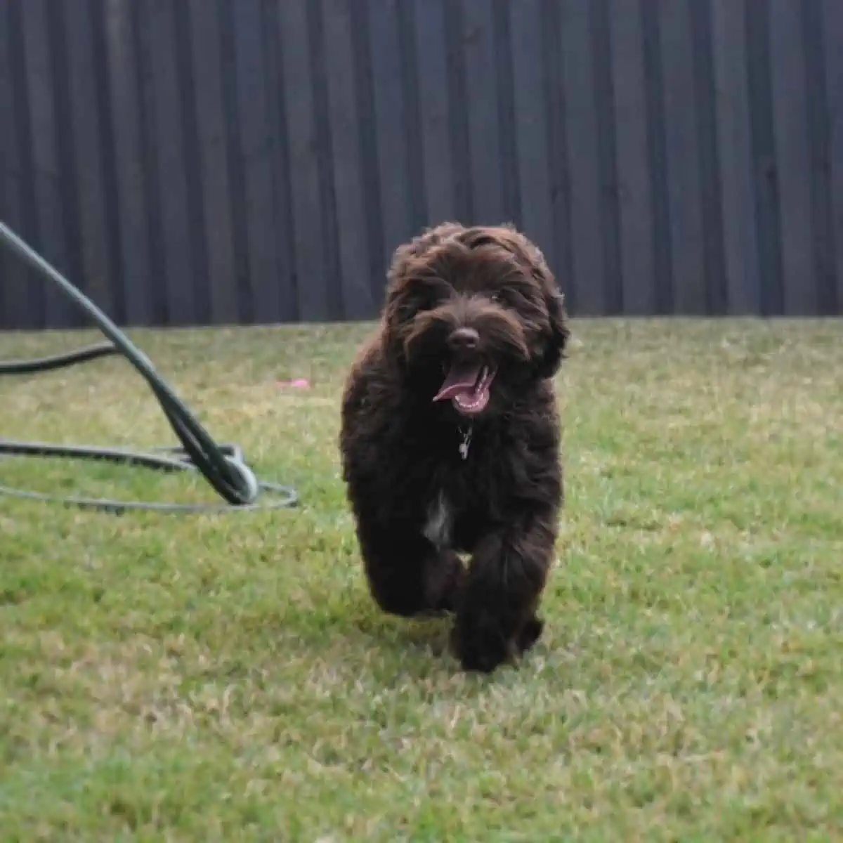 Labradoodle puppy runs fast