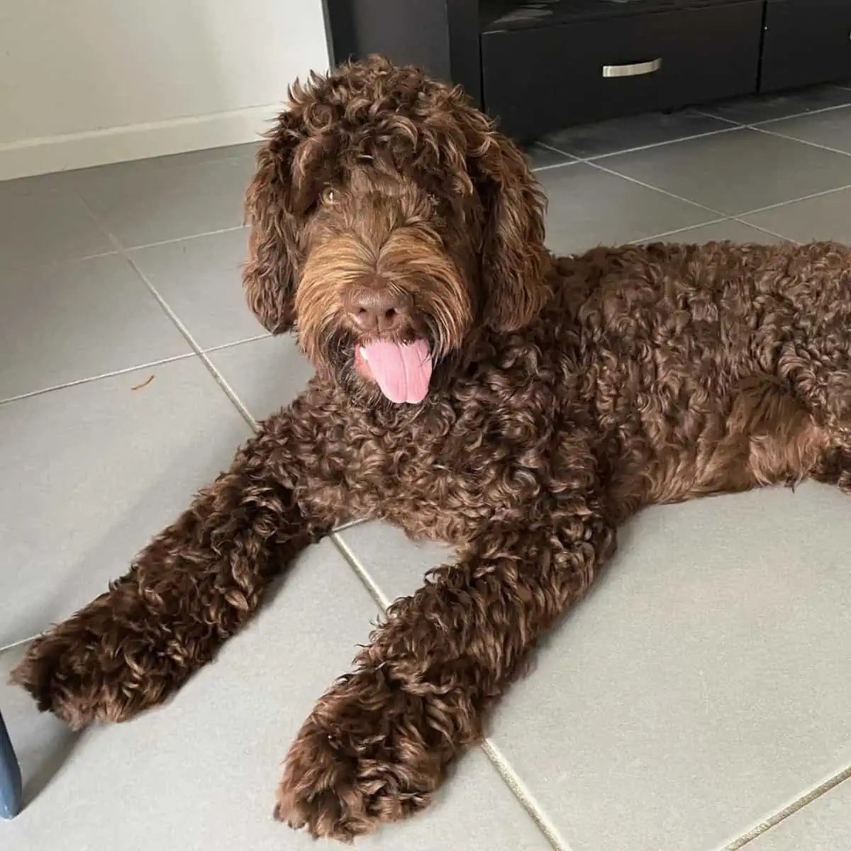 Labradoodle sitting on tiles