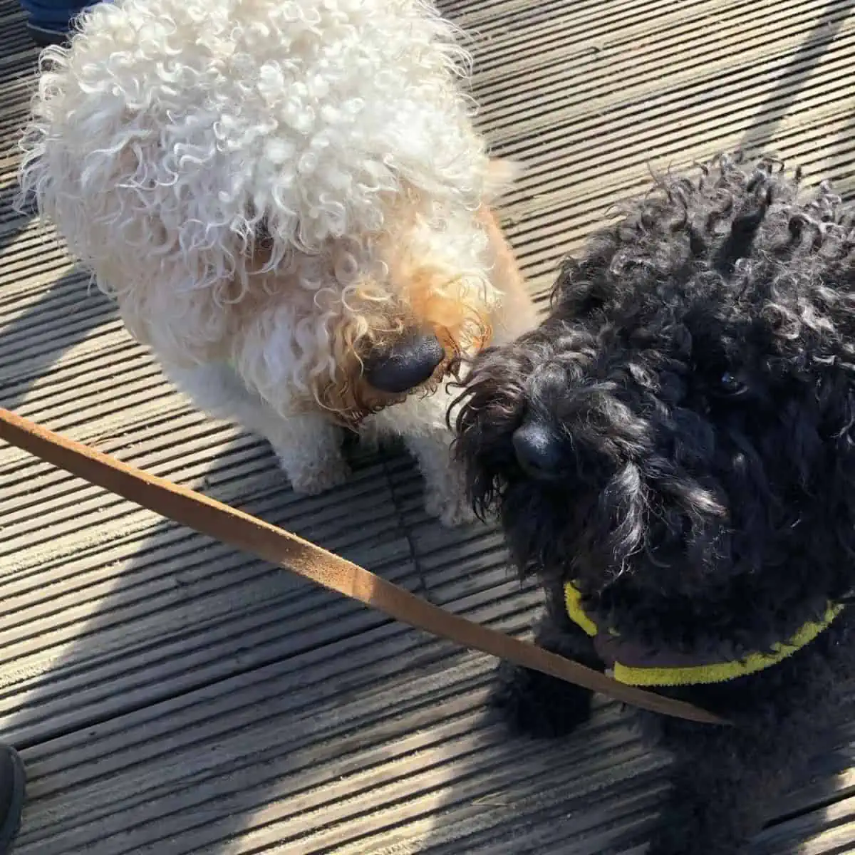 Labradoodle sniffs another dog