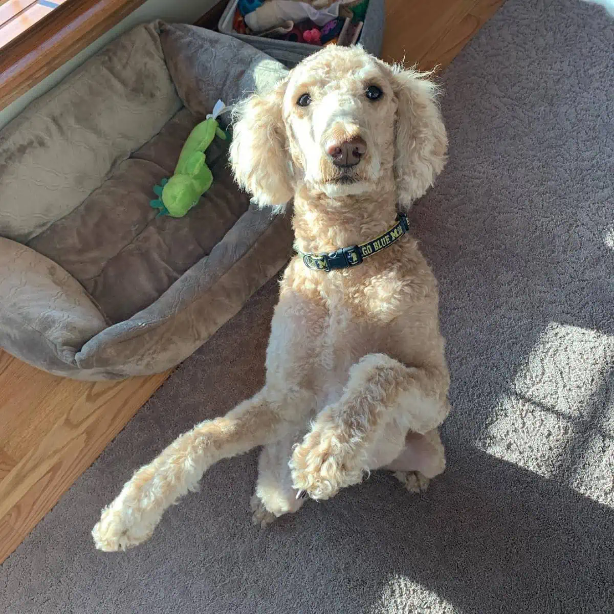 Labradoodle stands on paws