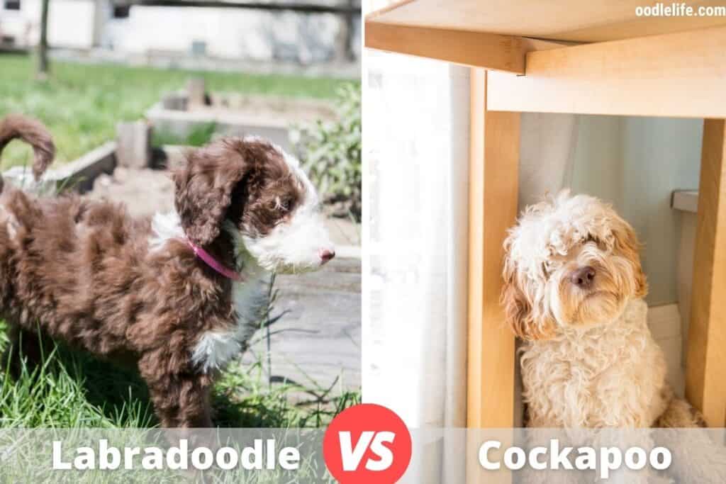 labradoodle vs cockapoo