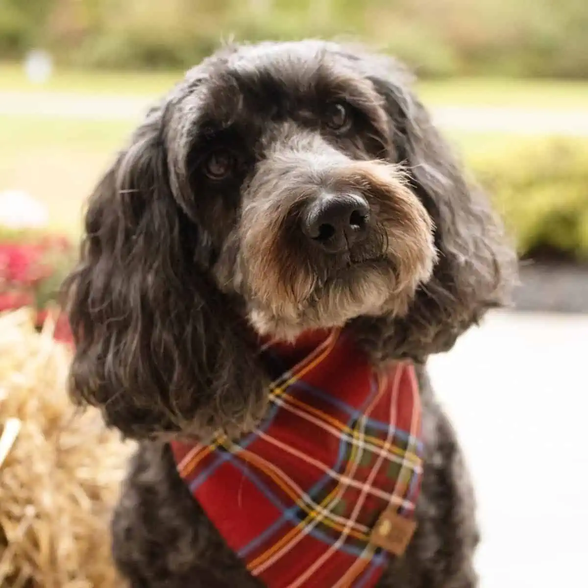 Labradoodle with head tilts