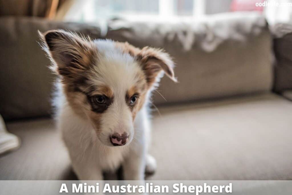 mini Australian shepherd dogs