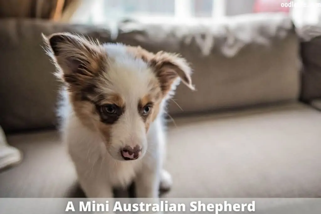 mini Australian shepherd dogs