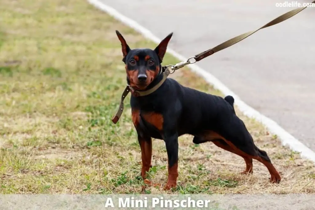 mini Pinscher athletic dog