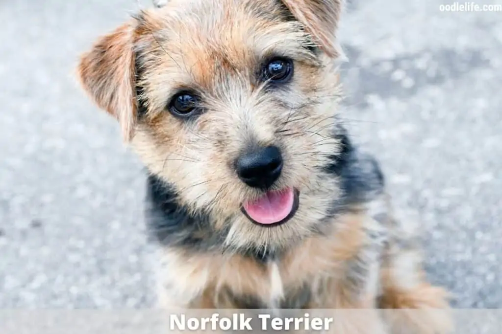 cute norfolk terrier