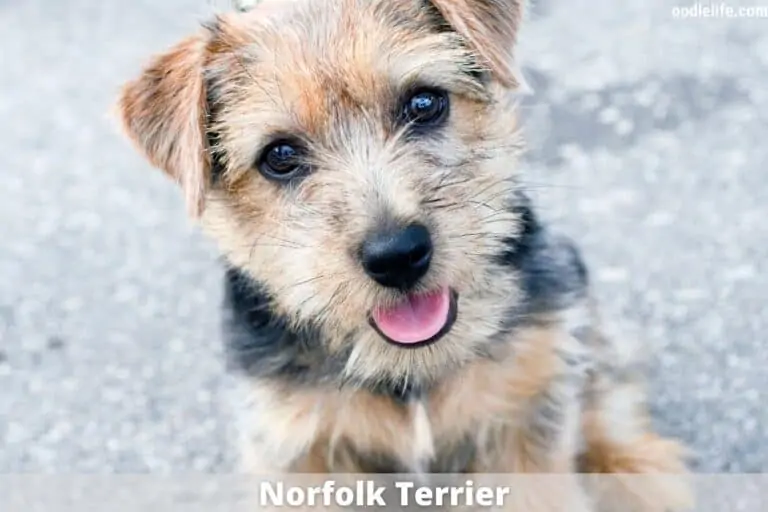 The Health and Social Benefits of Having A Dog